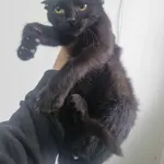 Znaleziono kota, Racławice, 11 października 2025