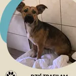 Znaleziono psa, Dąbrówka, 12 października 2025