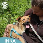 Inka