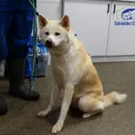 Znaleziono psa, Szczecin, 16 października 2025