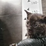 Znaleziono kota, Chełmek, 17 października 2025