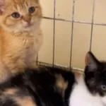 Kot do adopcji, Radom, 15 października 2025