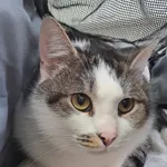 Kot do adopcji, Olsztyn, 17 października 2025