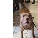 Znaleziono psa, Wrocław, 14 października 2025