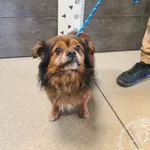 Znaleziono psa, Chełmek, 18 października 2025