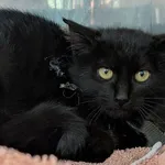 KOTKA LINKA ZNALEZIONA 13.10.2025