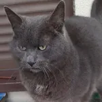 Zaginął kot, Częstochowa, 18 października 2025