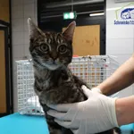 Kot do adopcji, Szczecin, 17 października 2025