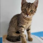 Znaleziono kota, Grudziądz, 5 października 2025