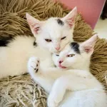 Przeurocze kocięta, Lotka i Loki do adopcji! 