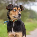 Pies do adopcji, Nowodwór, 16 października 2025