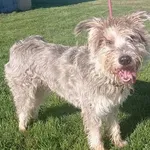 Znaleziono psa, Wrocław, 10 października 2025