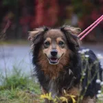 Pies poz. 25/0512 rezerwacja