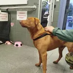 Znaleziono psa, Warszawa, 12 października 2025