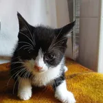 Znaleziono kota, Gdańsk, 17 października 2025