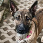 Pies do adopcji, Korabiewice, 18 października 2025