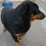 Znaleziono psa, Gdańsk, 19 października 2025