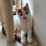 Zaginął kot, Wadowice, 19 października 2025