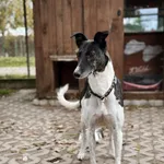 Pies do adopcji, Korabiewice, 18 października 2025