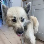 Znaleziono psa, Grudziądz, 19 października 2025