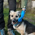 Pies do adopcji, Korabiewice, 18 października 2025