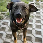 Pies do adopcji, Korabiewice, 18 października 2025