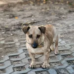 Pies do adopcji, Korabiewice, 18 października 2025