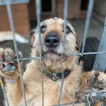 Oddam psa, Olsztyn, 19 października 2025