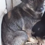 Znaleziono psa, Nowa Krępa, 5 października 2025