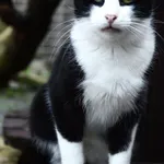 Oddam kota, Olsztyn, 20 października 2025