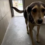 Pies do adopcji, Kraków, 5 października 2025