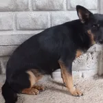 Wifika to suczka przywieziona w dniu 29.09.2025r z terenu gm. Żelechów, mała, zdystansowana