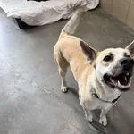 Pies do adopcji, Kraków, 5 października 2025