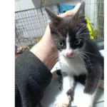 Znaleziono kota, Białystok, 19 października 2025