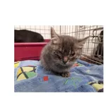 Znaleziono kota, Białystok, 19 października 2025