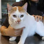 Znaleziono kota, Łódź, 18 października 2025