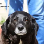 Finka - całe życie w schronisku, pomocy!  