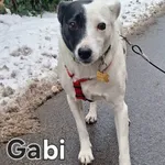 Pies do adopcji, Milanówek, 3 stycznia 2026