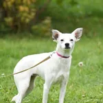 Pies do adopcji, Ropczyce, 20 października 2025