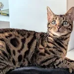 Zaginęła Poszukiwana Kot Kotka