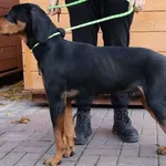 Znaleziono psa, Łódź, 20 października 2025