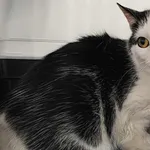 Znaleziono kota, Toruń, 16 października 2025