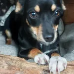 Oddam psa, Olsztyn, 21 października 2025