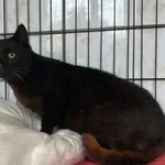 Znaleziono kota, Toruń, 16 października 2025