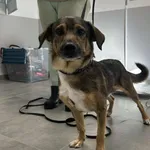 Znaleziono psa, Toruń, 19 października 2025