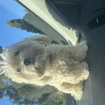 20.10.2025 około godziny 9:15 znalazłam pieska błąkającego się w okolicy ulicy Zgierskiej a Szczecińskiej przy zjeździe na trasę S14 .