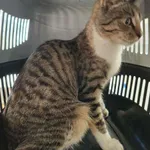 Znaleziono kota, Olsztyn, 20 października 2025