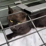 Znaleziono kota, Toruń, 17 października 2025