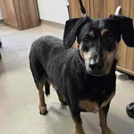 Znaleziono psa, Olsztyn, 18 października 2025