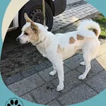 Znaleziono psa, Dąbrówka, 20 października 2025